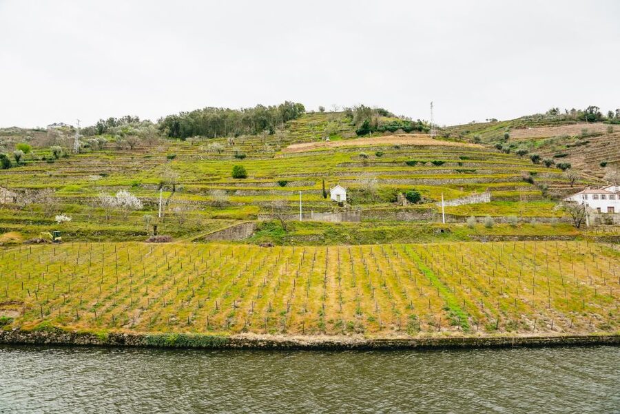 From Porto: Douro River Cruise to Régua with Lunch - Price and value: why this feels like a bargain at $86