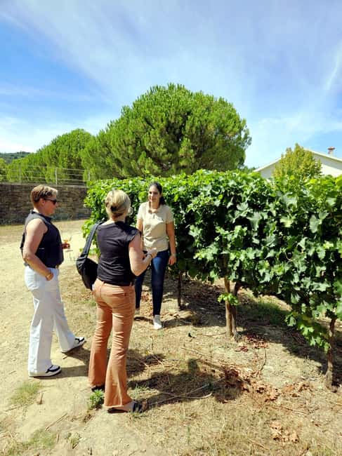 From Porto: Douro Valley 3 Vineyards Tour with Lunch - Morning pickup and the drive to the Douro River