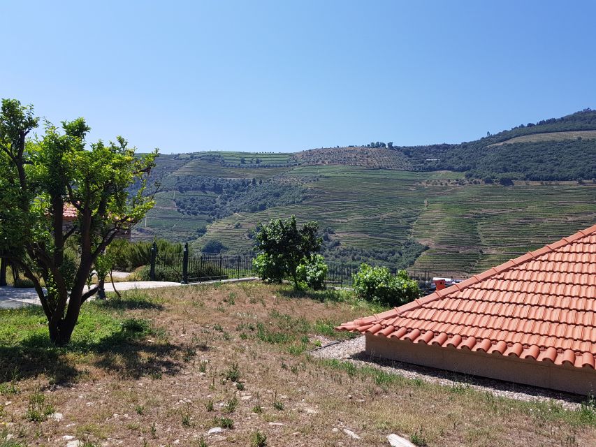 From Porto: Douro Valley 3 Vineyards Tour with Lunch - Stop 3: An older vineyard with Port and DOC tastings