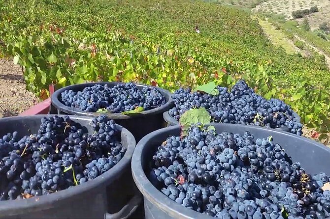 From Porto: Douro Valley Tour with 2 Wineries, Lunch and Cruise - Guides make or break the day, and this one leans fun