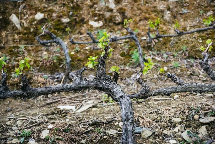 From Porto: Douro Valley Wine Tour with Lunch and Cruise - Winery Stop Two and the Photo Stop: Finishing Strong With More Tasting