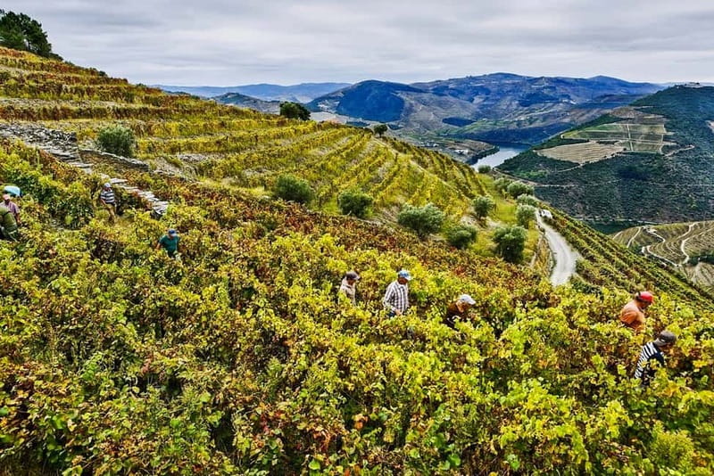 From Porto: Douro Valley with Wineries, Lunch and Boat Trip - Value: what you get for about $171 per person