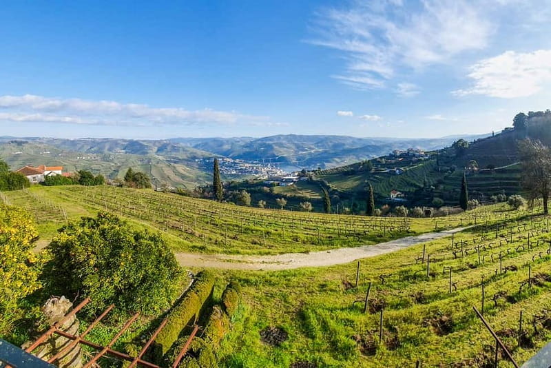 From Porto: Douro Valley with Wineries, Lunch and Boat Trip - The pace and why the guide matters on this kind of day