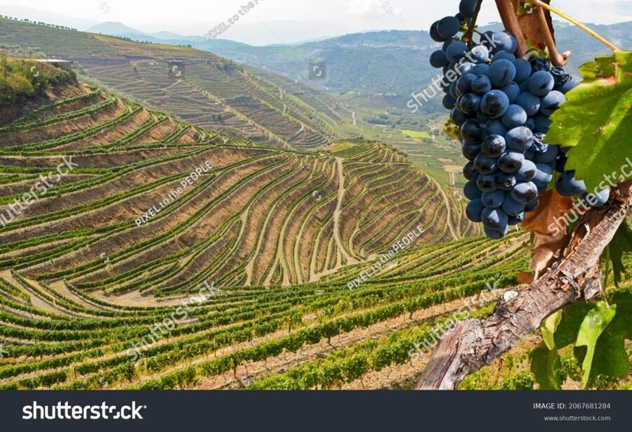 From Porto: Full-Day Douro Historical Tour - Lunch at a local restaurant, the one part you should plan for