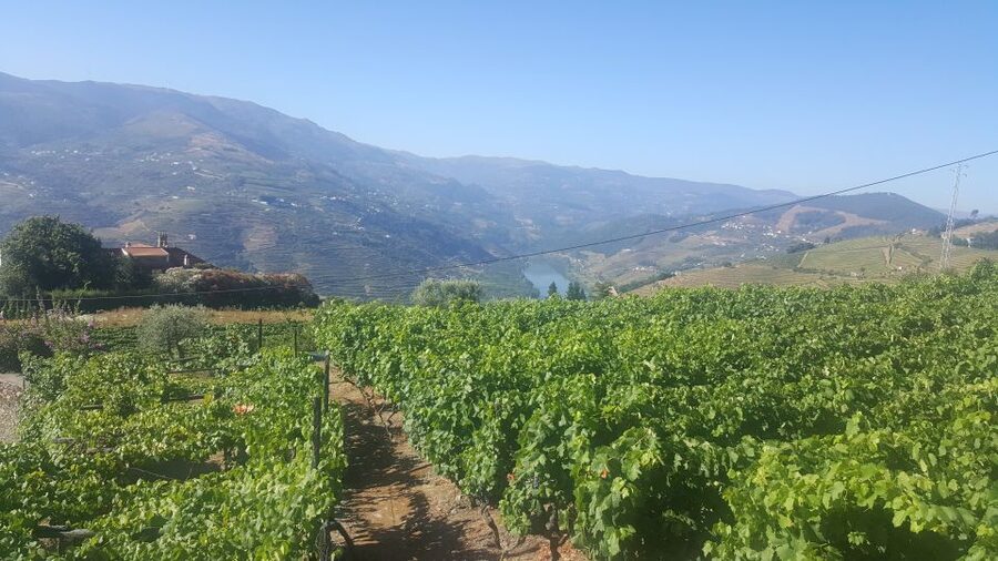 From Porto: Private Douro Valley Tour with Booking Service - Pinhão for boat cruise time and the Douro you can almost smell