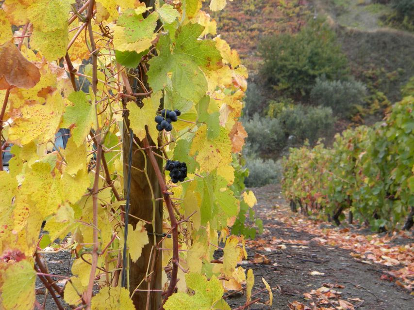 From Porto: Private Douro Valley Tour with Booking Service - Peso da Régua: lunch, wine talk, and a calmer rhythm