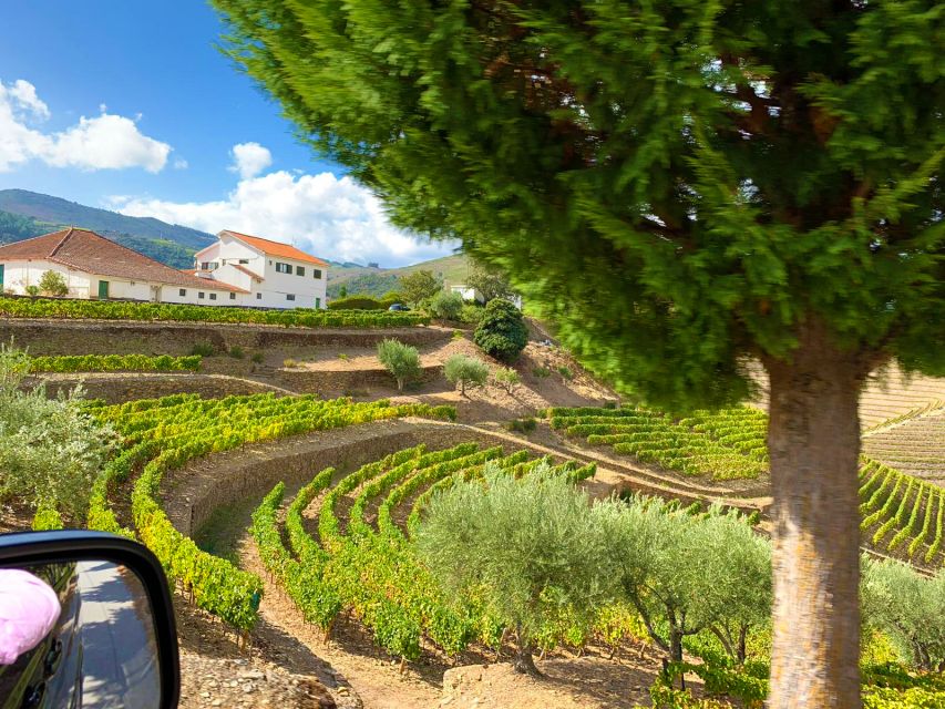From Porto: Small-Group Douro Valley Wine Tour Lunch & Boat - Price and Value: What $91 Really Buys You