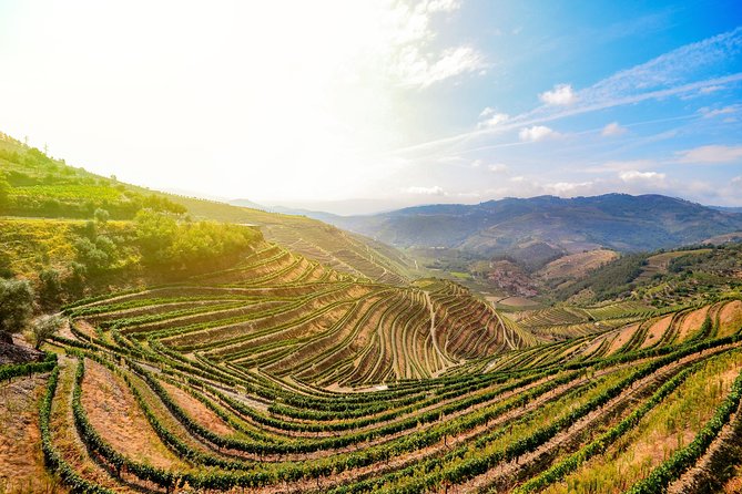 Full Day, Wine Tasting, River Cruise and Lunch from Porto - Key highlights worth planning around