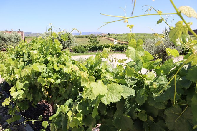 Genuine Douro Valley Tour: Visit 2 Wineries, Lunch & River Cruise - Timing and pacing: why the long day can be worth it