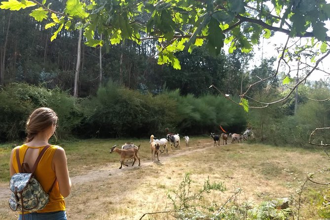 Half-day Hike & Picnic with Dog Love in Porto's Mountains - What the Picnic Really Adds (And What to Bring Anyway)