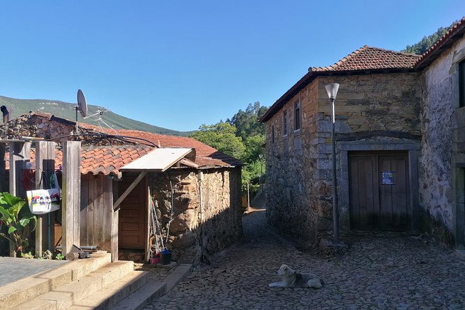 Half-day Hike & Picnic with Dog Love in Porto's Mountains - Timing and Small-Group Comfort in the Porto Hills