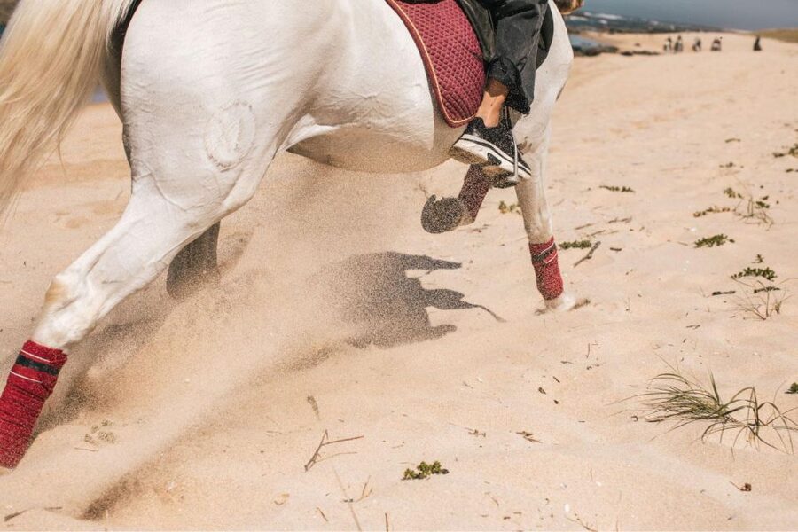 Horseback Riding Tour - Horse Skills for Beginners Through Pros (and Everyone Between)