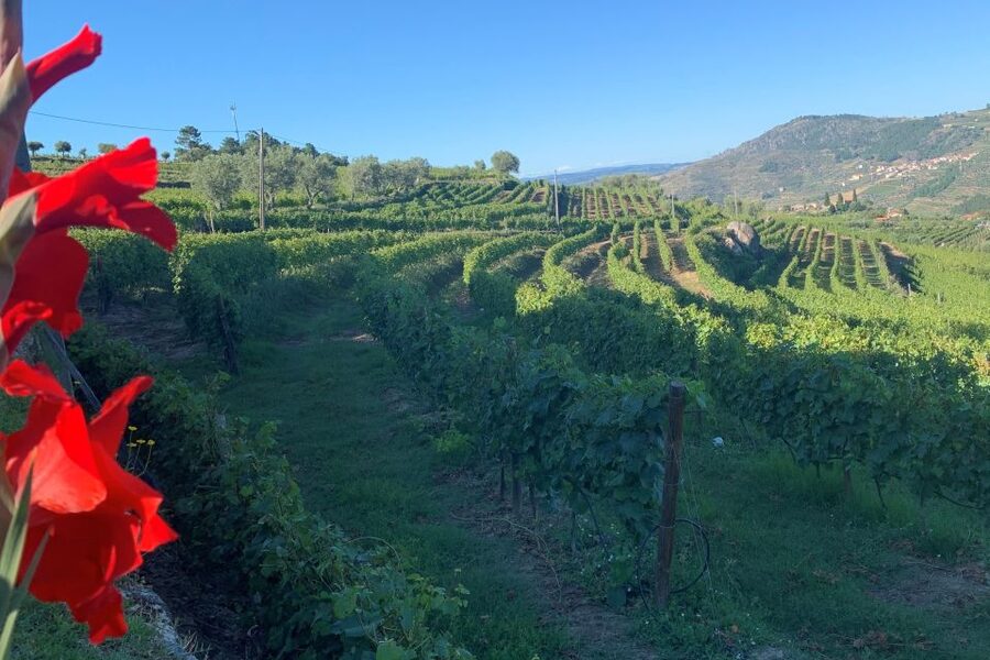 Lamego: Quinta da Portela de Baixo Winery Tour and Tasting - First Impressions at Quinta da Portela de Baixo in Lamego