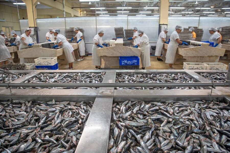 Matosinhos: Conservas Pinhais Factory Tour - Who this tour fits best, and who should think twice