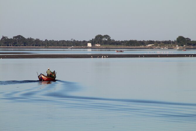 Moliceiro boat trip, with experience in bivalves harvesting - Key things to look forward to