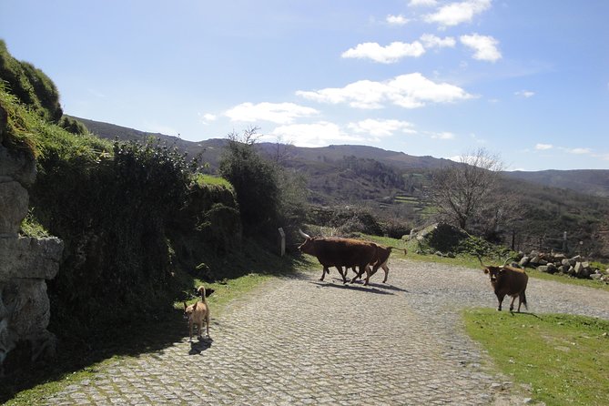 Peneda-Gerês National Park - A Time Travel Through The Mountains - - Entering Peneda-Gerês like a time machine