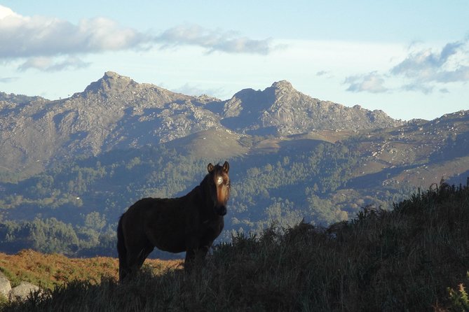 Peneda-Gerês National Park - A Time Travel Through The Mountains - - Petroglyphs in situ: interpreting rock art before lunch