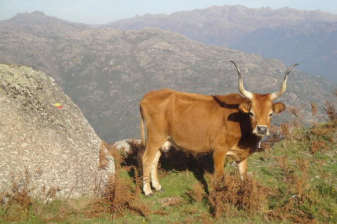 Peneda-Gerês National Park - Nature & Tastings - - Minho Lunch in a Local Restaurant, Not a Theme Menu