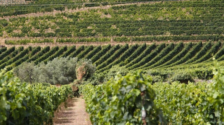 Porto: Douro Valley Tour at 2 Wineries with Lunch and Cruise - Who this Douro day trip suits best