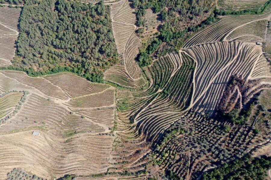 Porto: Douro Valley Tour w/ 3 Tastings, Lunch, & Opt. Cruise - Key things that make this Douro tour worth your day