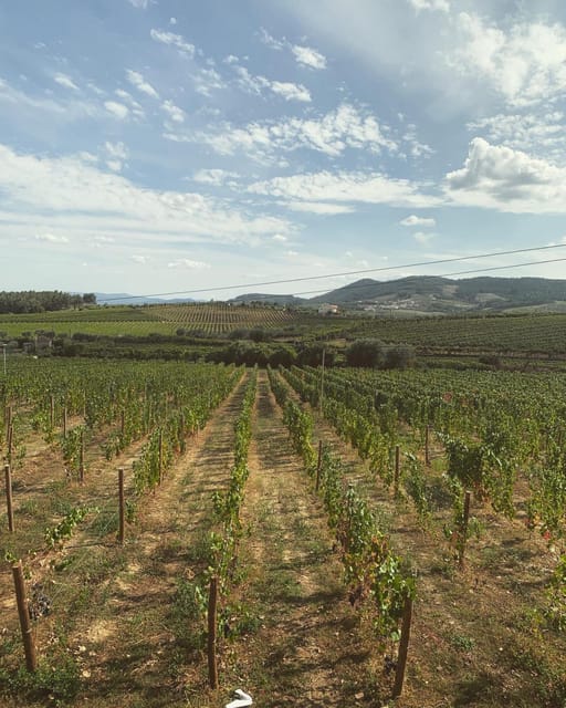 Porto: Douro Valley Tour w/ 3 Tastings, Lunch, & Opt. Cruise - Lunch at a family winery: a full meal with real pairings