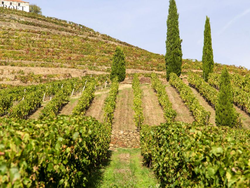 Porto: Douro Valley Tour with 3 vineyards and lunch. - Why the Douro Valley looks the way it tastes