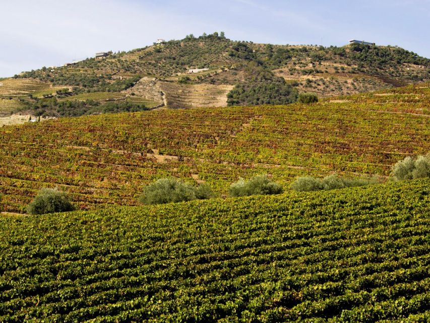 Porto: Douro Valley Tour with 3 vineyards and lunch. - Small group, big difference: what you gain with up to 8 people