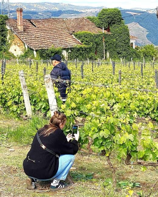 Porto: Douro Valley Tour with 3 Wineries and Lunch - Sabrosa lunch with table wines and regional food