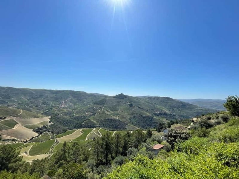 Porto: Douro Valley Tour with 3 Wineries and Lunch - Second Sabrosa vineyard: guided time plus wine and olive oil tasting
