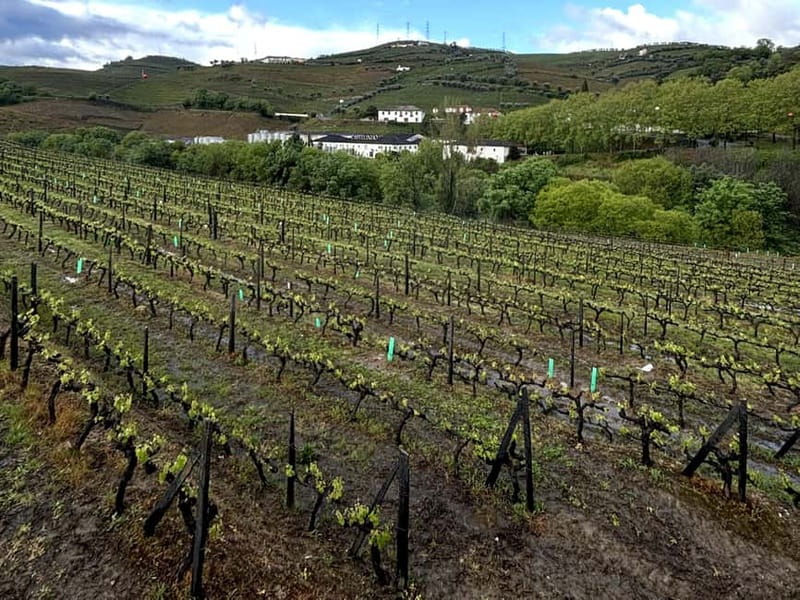 Porto: Douro Valley Tour with 3 Wineries and Lunch - Value and comfort: what the $155 price really buys