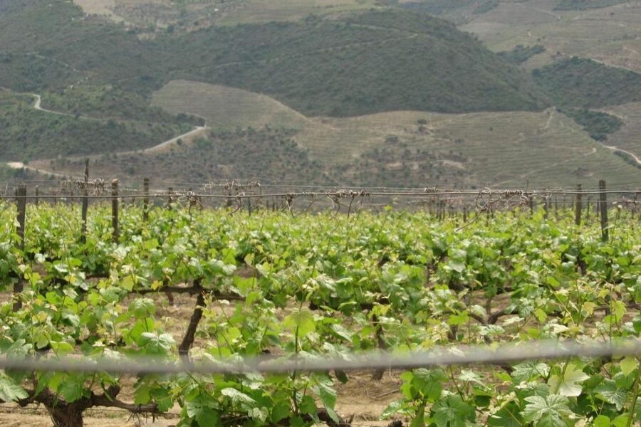 Porto: Douro Valley Wine Tour - Sabrosa Tasting Stop: Small Town Energy, Big Wine Meaning