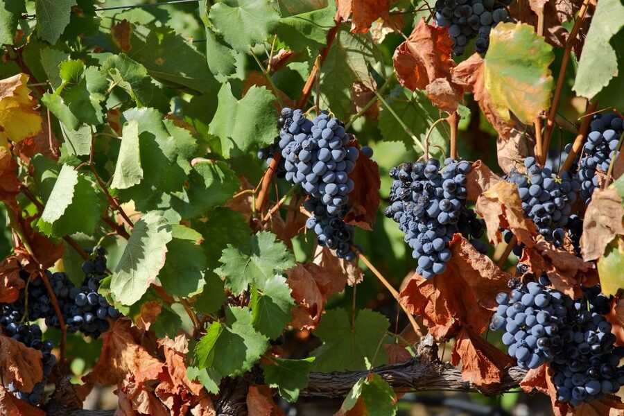 Porto: Douro Valley Wine Tour - Two Wine Estates with Commented Tastings: Getting the Most From the Time