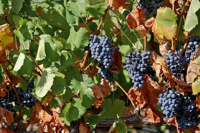 Porto: Douro Valley Wine Tour Including Lunch - Second Winery in the 18th-Century Adega: Port Fortifications and Terroir Talk