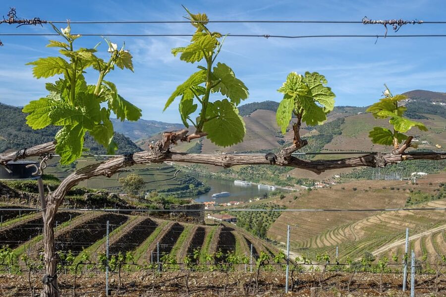 Porto: Douro Valley Wine Tour with a Sommelier & Boat Trip - Small Group Comfort: What You Gain with a Max of 8