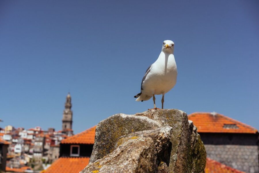 Porto: Harry Potter’s Inspiration Tour - Step into Porto’s Harry Potter side, without losing the city