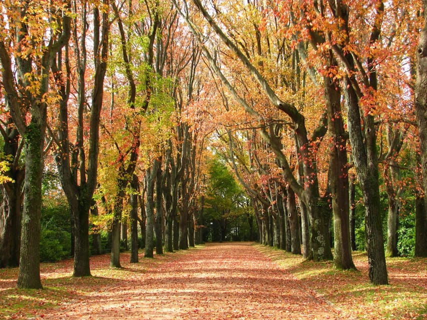 Porto: Serralves Foundation All Access Pass - The Treetop Walk: the elevated view you will remember