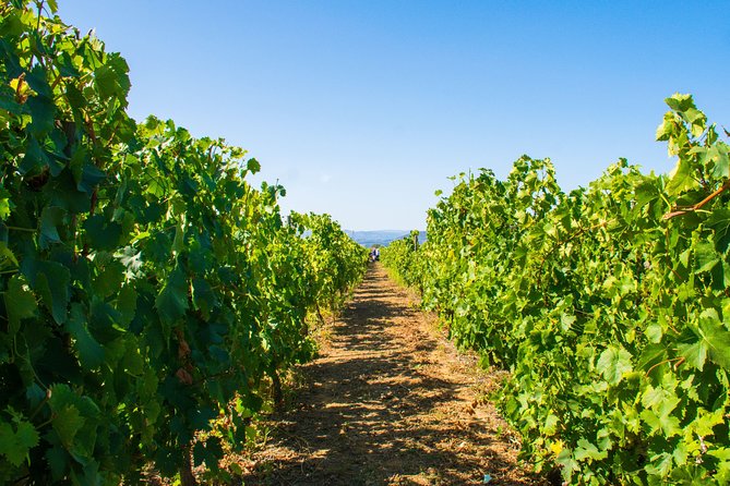 Premium Private Douro Tour: 3 Wineries with Tastings & Lunch - Stop 1: Quinta de Avessada in Favaios and the Moscatel Intro