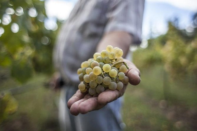 Premium Private Vinho Verde Tour:3 Wineries with Tastings & Lunch - Key things that make this Vinho Verde day work