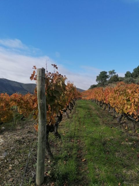 Private Douro Valley 4WD Tour with Wine Tasting and Picnic - São Leonardo de Galafura Picnic: The Lunch You Actually Remember