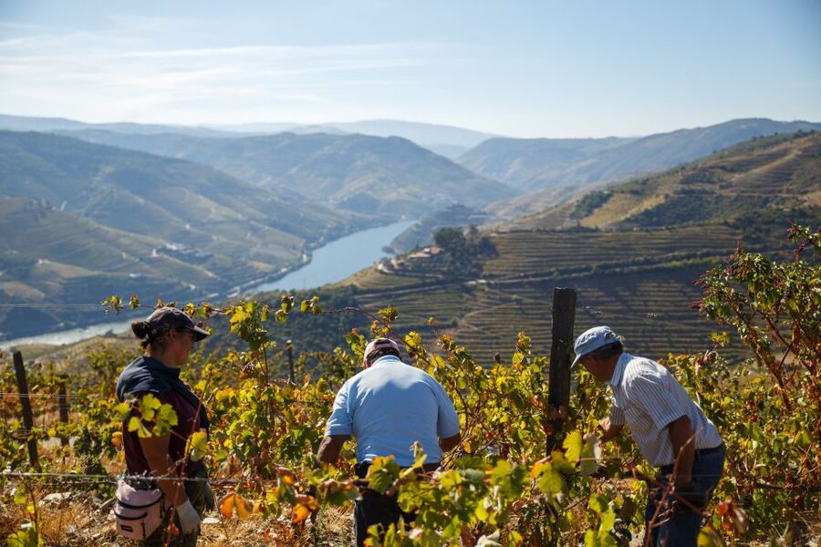 Private Douro Valley 4WD Tour with Wine Tasting and Picnic - Port Wine at a Local Quinta: Fortified Tasting Done Properly