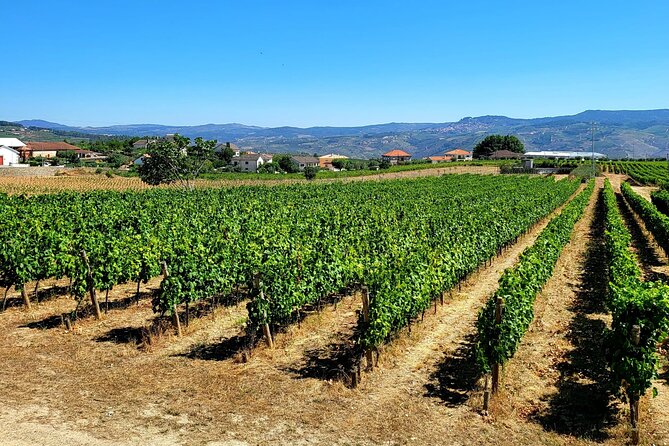 Private Douro Valley Tour (2 wineries + boat) - A Private Douro Day That Starts Where the Region Makes Sense