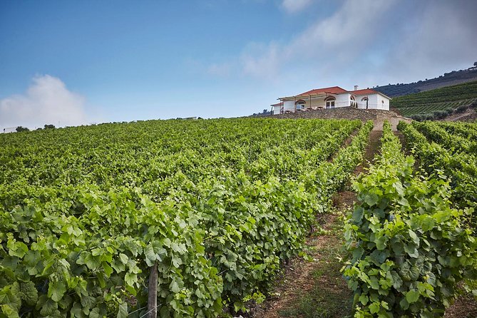 Private Douro Valley visit to three vineyards with Lunch from Porto - Stop 2 in Folgosa: a centuries-old estate and Port-focused tastings