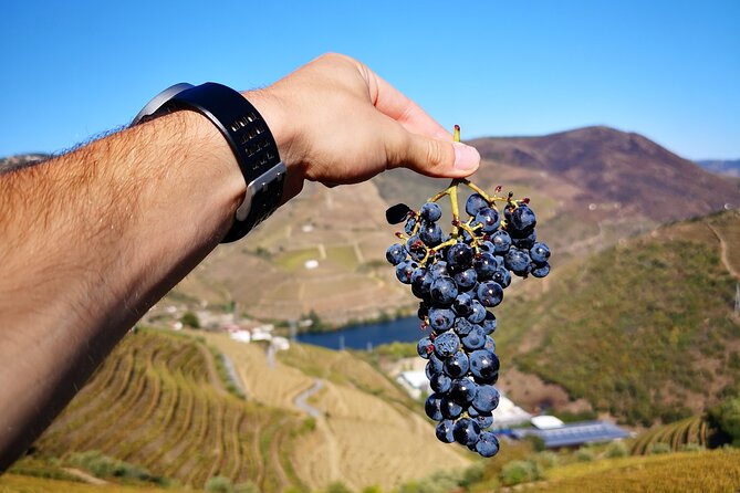 Private Douro Valley Wine Tour + Lunch and Boat Cruise - Lunch in the Middle of the Day: Local Flavor, Real Fuel