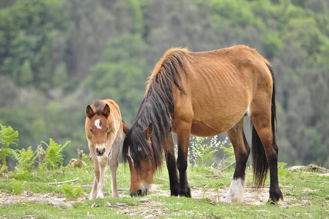 Private Guided Tour - Peneda Gerês National Park - A day that actually fits Peneda-Geres National Park