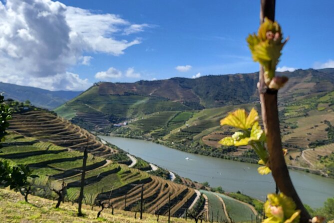 Private Taxi Tour in the Douro with a Visit to 2 Family Vineyards - The N222 River Road: Scenic, But Also Efficient