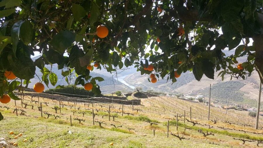 Private Tour: Douro Valley Wine and Food From Porto - Is this tour good for families?