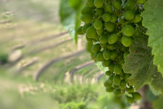 Private Tour From Porto To Douro Valley With River Boat Ride - Pinhão lunch in the Douro rhythm, plus Douro DOC tastings