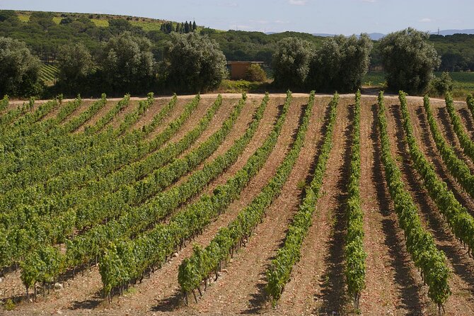 Private Tour to Aveiro, to the Sparkling Wine Cellars and Piglet Tasting - A Private Aveiro and Wine Day With Real Pacing (8 to 10 Hours)