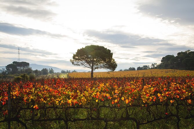 Private Tour to Aveiro, to the Sparkling Wine Cellars and Piglet Tasting - Sparkling Wine at Adega Luís Pato: Guided and Built for Tasting
