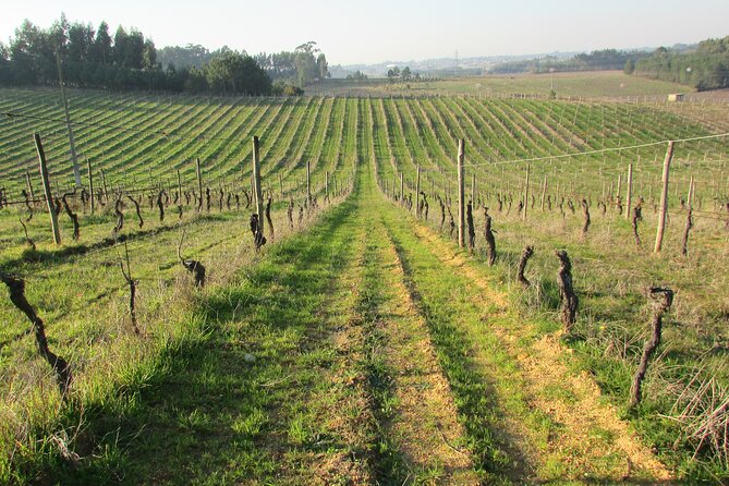 Private Tour to Aveiro, to the Sparkling Wine Cellars and Piglet Tasting - Alianca Underground Museum: Old Cellars, Big Collections, and Wine-Adjacent Art